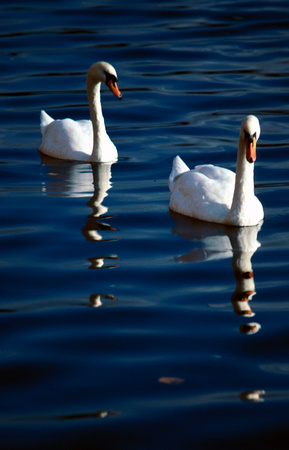 Swans 06 D24