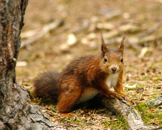 Red Squirrel 07 N9