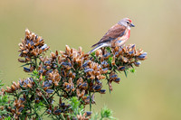 Linnet 025 N1139